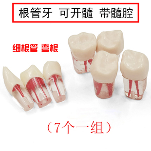 牙科口腔教学牙齿模型树脂牙粒牙体根管练习开髓洞制洞带髓腔