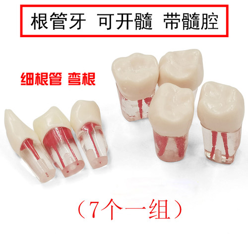 教学根管练习开髓牙科口腔