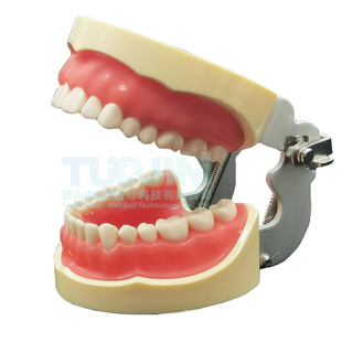 牙科口腔教学模型标准备牙齿模型树脂牙32牙位可拆卸牙齿