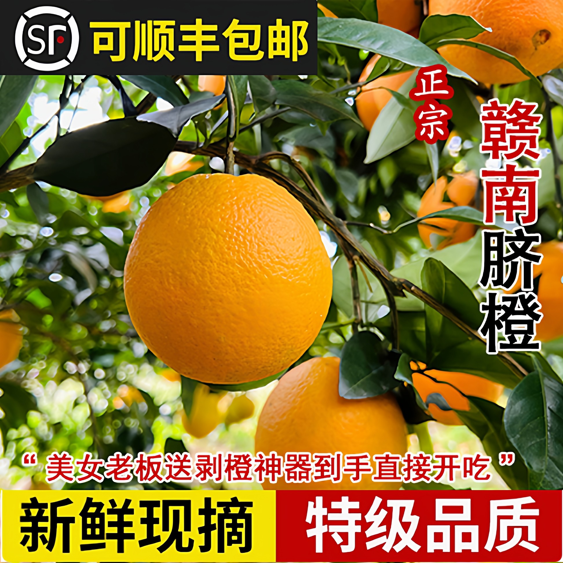 孕妇水果赣南脐橙赣南脐橙9.2