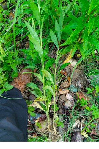 加拿大一枝黄花500g蜜源植物 嫩苗当菜加拿大一枝香满山黄500g