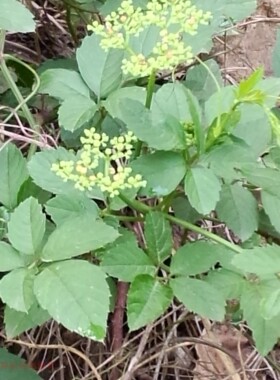 浙江中药材乌蔹莓500克新鲜现摘母猪藤乌蔹草五叶梅五爪龙五叶藤