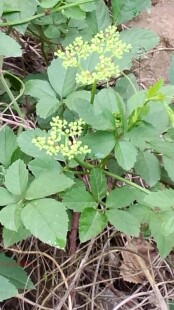 浙江中药材乌蔹莓500克新鲜现摘母猪藤乌蔹草五叶梅五爪龙五叶藤