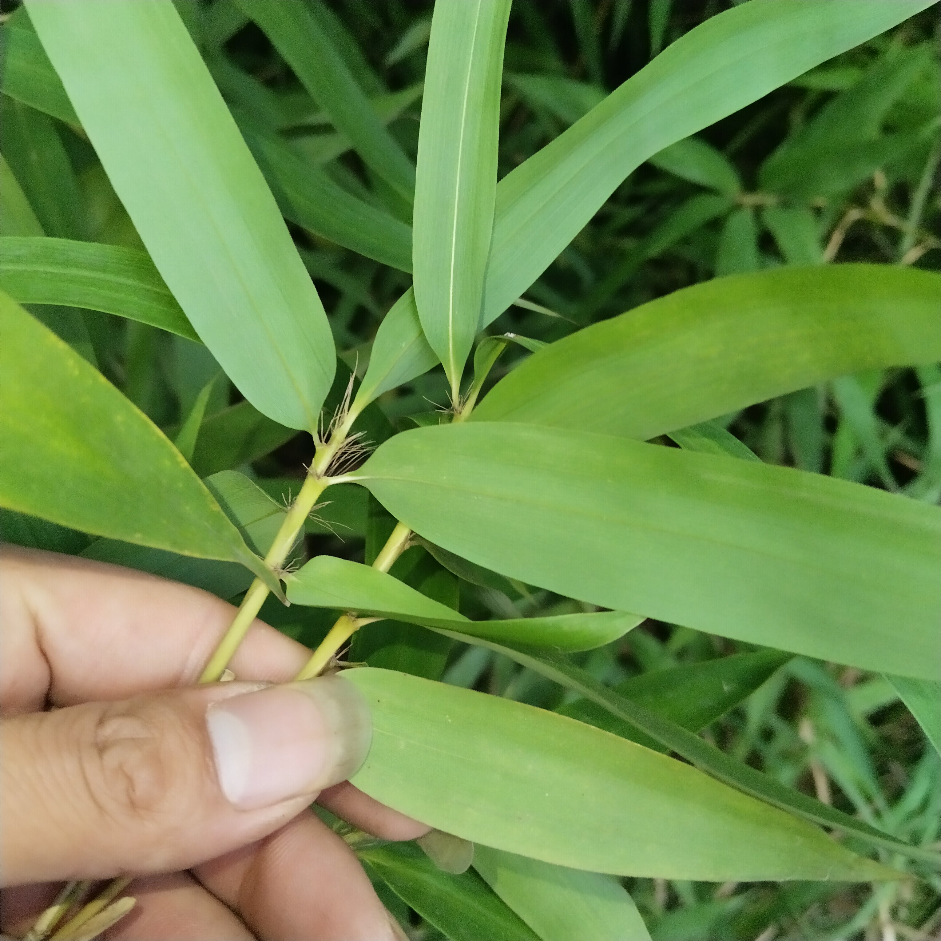 新鲜竹子叶山竹叶中药材 竹叶现采晒干青竹叶 非淡竹叶石竹叶包邮