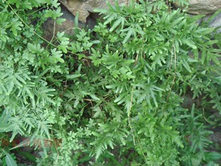 天然活中草药材新鲜野海金沙藤粉植物溶排化结石茶500克包邮左转