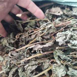 晒干牡荆 五指风五指柑枝叶土常山全草黄荆枝叶 干品五指枫纯根