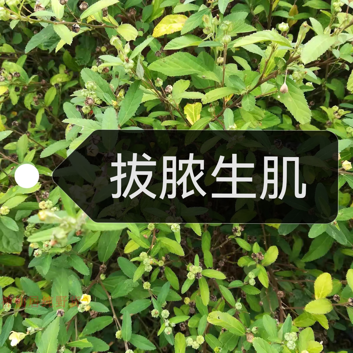 拔毒散拔脓生肌草现采中草药材 尖叶黄花稔 软枝白背黄花稔500g包