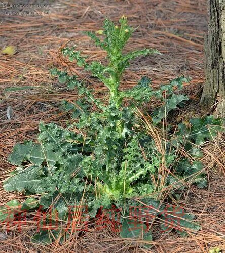 新鲜花叶滇苦菜根苗苦菜干苦苣菜续断菊 刺菜 恶鸡婆天香菜野菜种