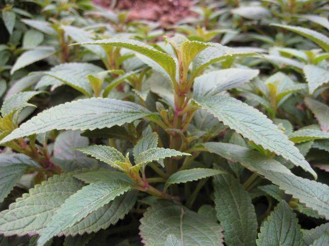 新鲜溪黄草中药益肝茶山羊面熊胆草溪沟草血风黄汁草护肝祛湿茶药