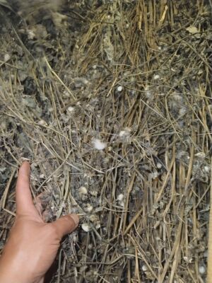 花叶滇苦菜苦苣菜续断菊恶鸡婆