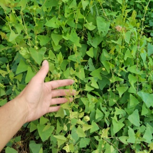 新鲜天然杠板归500g现采扛板归蛇倒退蛇不过南蛇风犁头刺藤老虎利