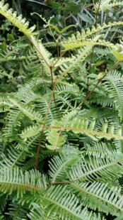 深山现采芒萁骨根 芒萁 铁狼萁 芒基草 芒其山蕨 枝叶500克