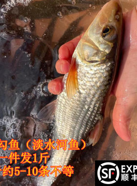 新鲜现宰淡水鱼沙丁鱼