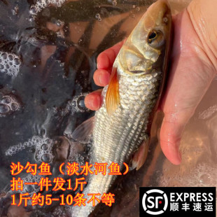 河源沙勾鱼勾六大沙丁鱼多肉沙肉露新鲜万绿湖新丰江活宰