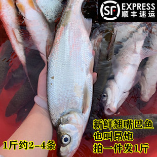 新鲜大白鱼翘嘴巴白鱼噘嘴子昂炮万绿湖生态鱼顺丰1斤29元山坑溪