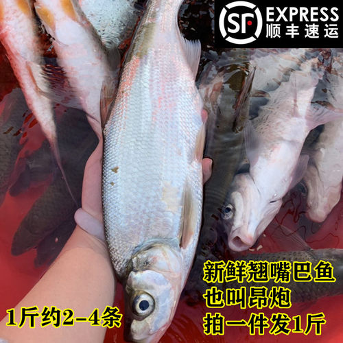 新鲜白鱼噘嘴万绿湖生态鱼顺丰