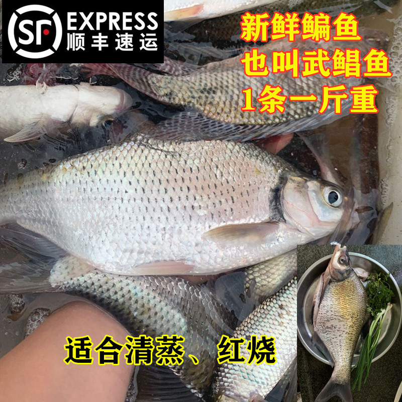 河源生态鳊鱼 新鲜三角鲂团头鲂武鲳鱼万绿湖土货特产生鲜团购 水产肉类/新鲜蔬果/熟食 淡水鱼类 原图主图