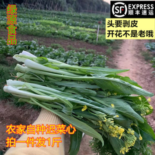 新鲜迟菜心增城菜心白菜枧菜芯农家青菜时令蔬菜火锅菜乡下菜自种