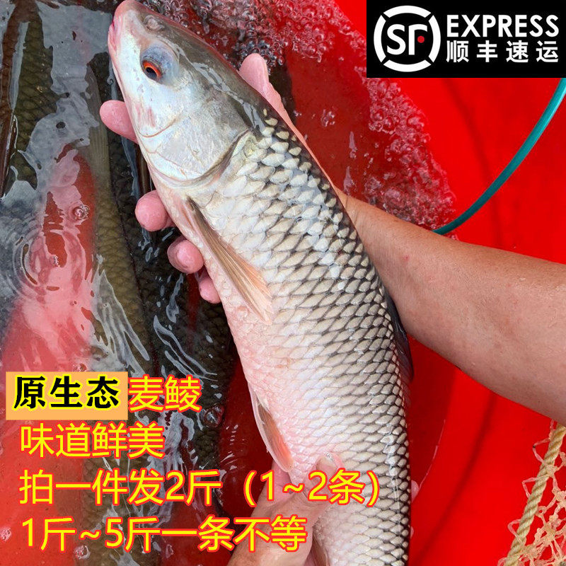 新鲜麦鲮鱼赤眼鲮2斤泰国鲮天然淡水鱼红烧清蒸晏请食材顺丰发货