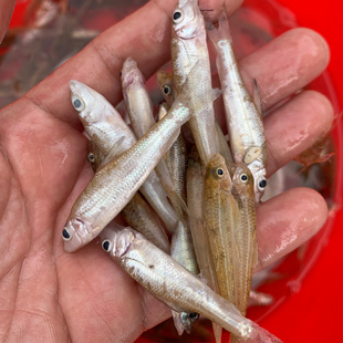 河源小鱼仔沙丁鱼杂鱼新鲜万绿湖鲜活水产食用冰鲜鱼山坑鱼沙露鱼