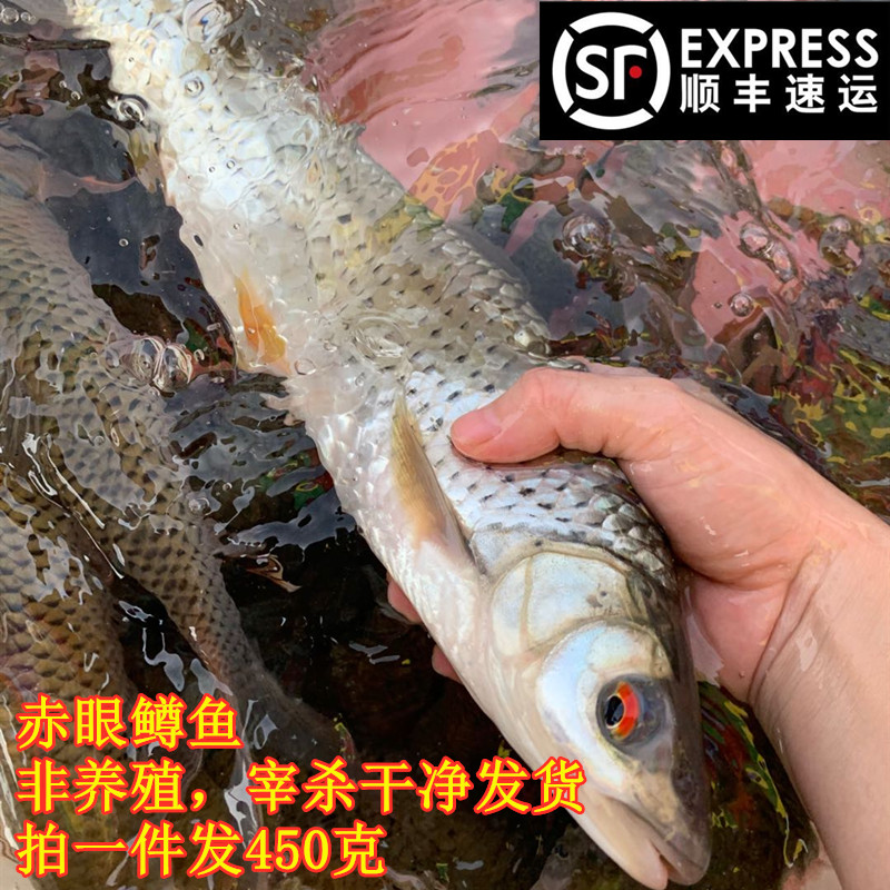 新鲜赤眼鱼红眼赤眼鳟 淡水鱼原生态万绿湖水库鱼生土货1斤非养殖 水产肉类/新鲜蔬果/熟食 淡水鱼类 原图主图