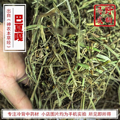 寻野实拍中药材巴夏嘎