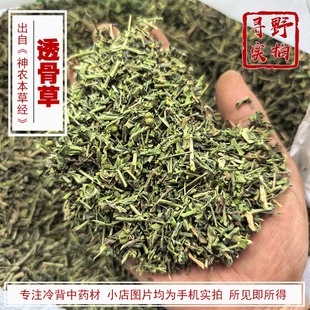 寻野实拍 中药材 野生透骨草 珍珠透骨草枸皮草地构叶 甘肃非凤仙