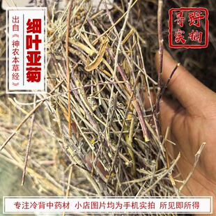 寻野实拍 药材 细叶亚菊（康巴草坎嘎坎巴嘎）入药兼做香 产西藏