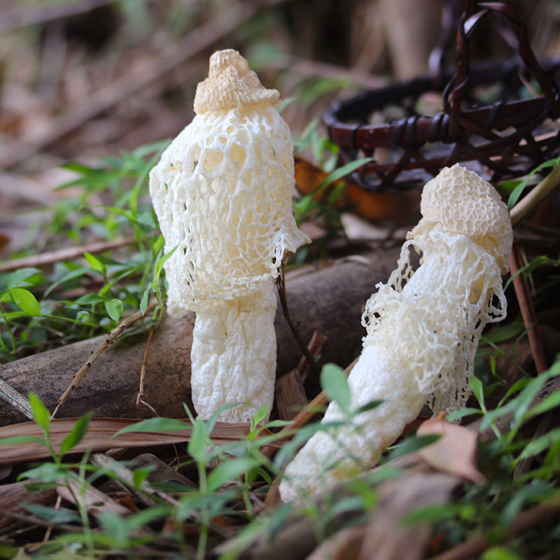 织金竹荪50g半野生短裙肉厚粗无硫贵州干货竹笙糖水煲汤料煲喜欢,传统滋补营养品,药膳养生汤料,淘宝优惠券,粉丝福利购,淘宝优惠卷