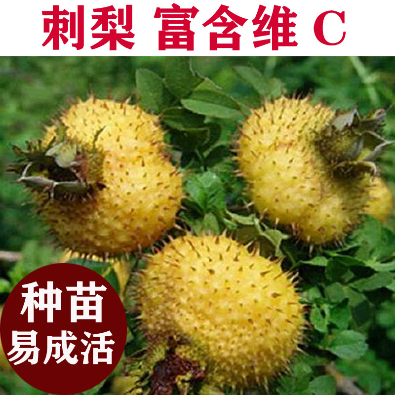 山东野菜种植基地刺梨种子种苗营养富含维C阳台盆栽野果多年生