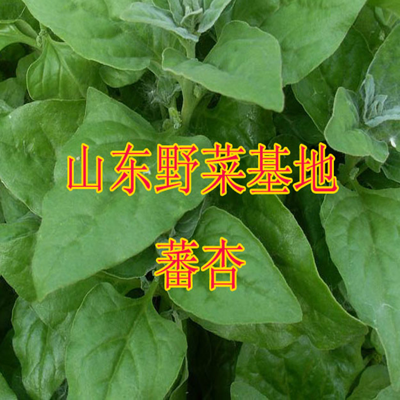 番杏种子蕃杏新西兰菠菜番杏种苗包邮阳台盆栽蔬菜山东野菜基地
