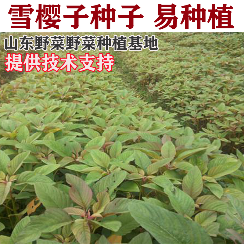 蔬菜1斤阳台盆栽规模山东种子