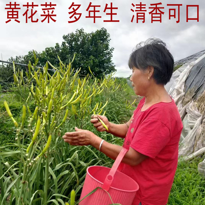 散装国产金针菜阳台盆栽包邮种子