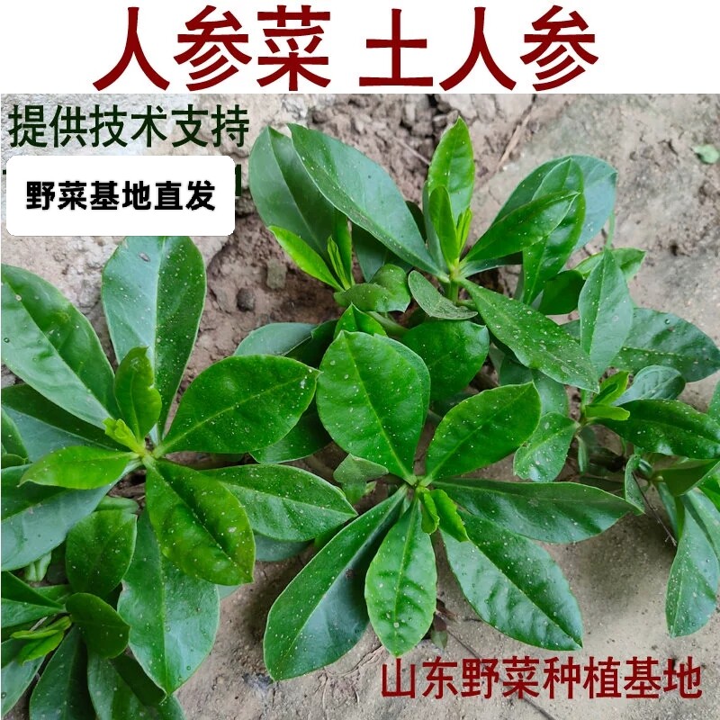 山东野菜种植基地人参菜种子土人参种苗土洋参土高丽参阳台盆栽
