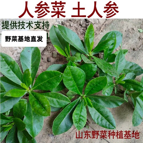 山东野菜种植基地人参菜种子土人参种苗土洋参土高丽参阳台盆栽