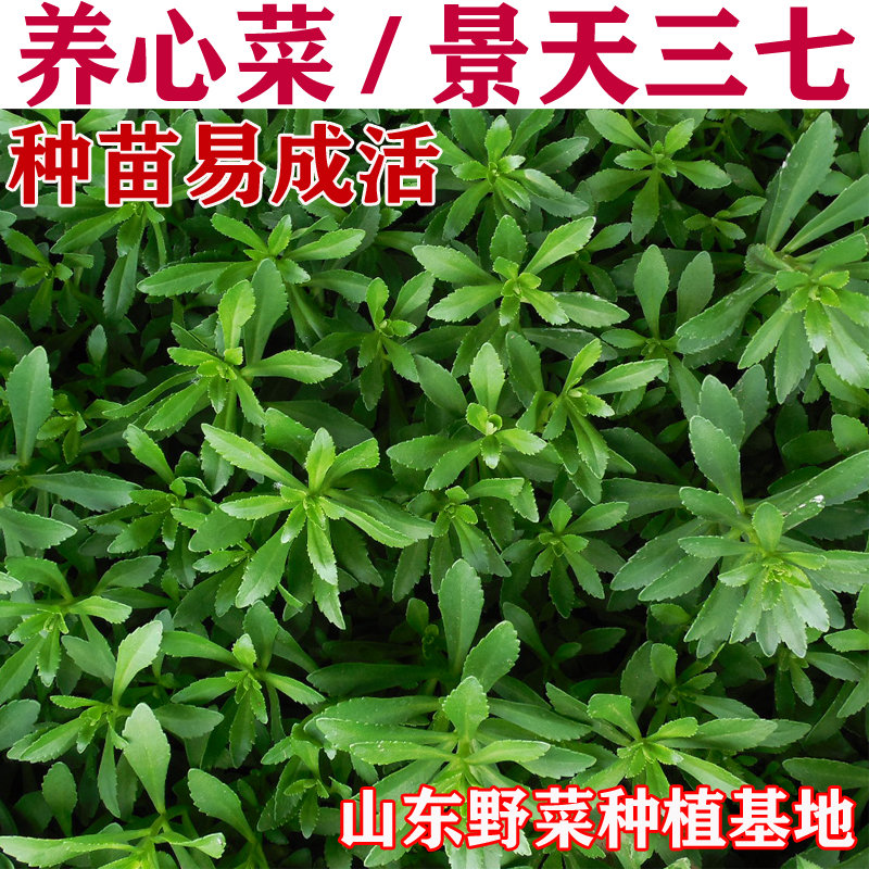 野菜基地养心菜种子救心菜红费菜种苗高钙菜景天三七包成活包邮-封面