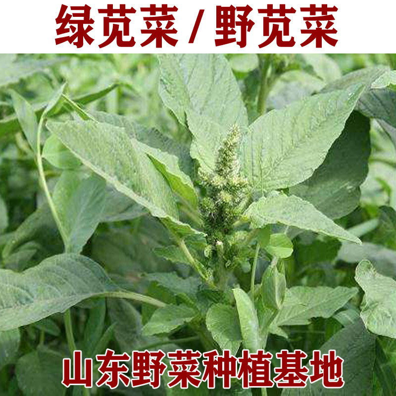 山野菜种植绿苋菜种子野生苋菜白苋菜种籽阳台盆栽四季蔬菜籽
