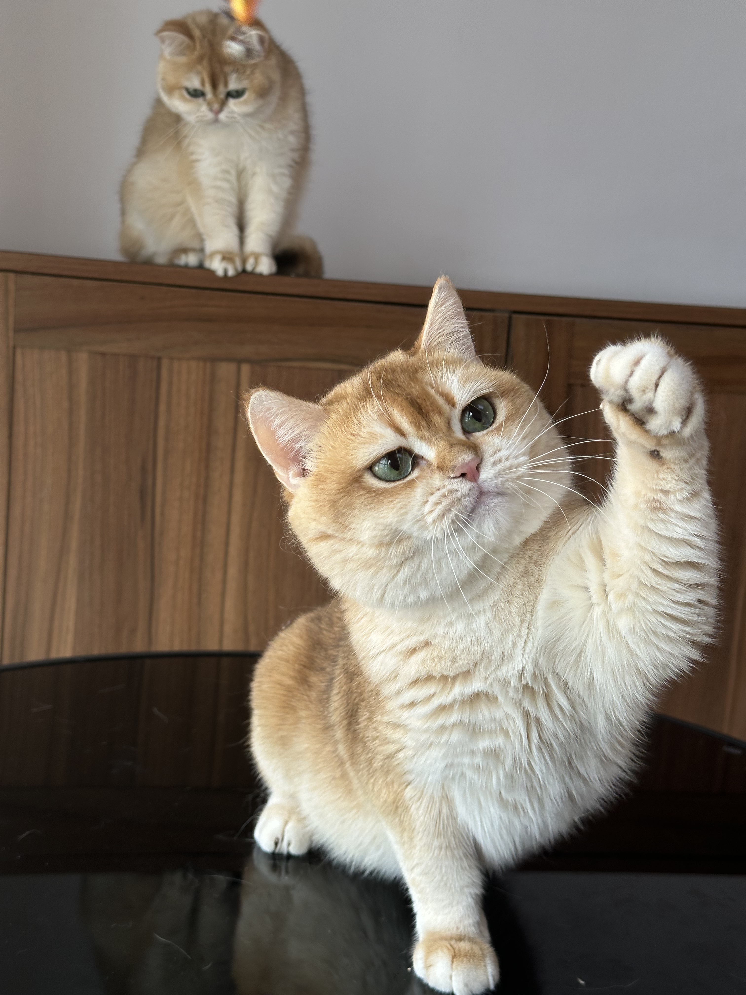 英国短毛猫巧克力金渐层弟弟纯种猫舍英短宠物幼猫成猫wcf双血统