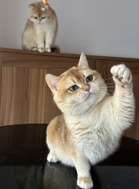 英国短毛猫巧克力金渐层弟弟纯种猫舍英短宠物幼猫成猫wcf双血统