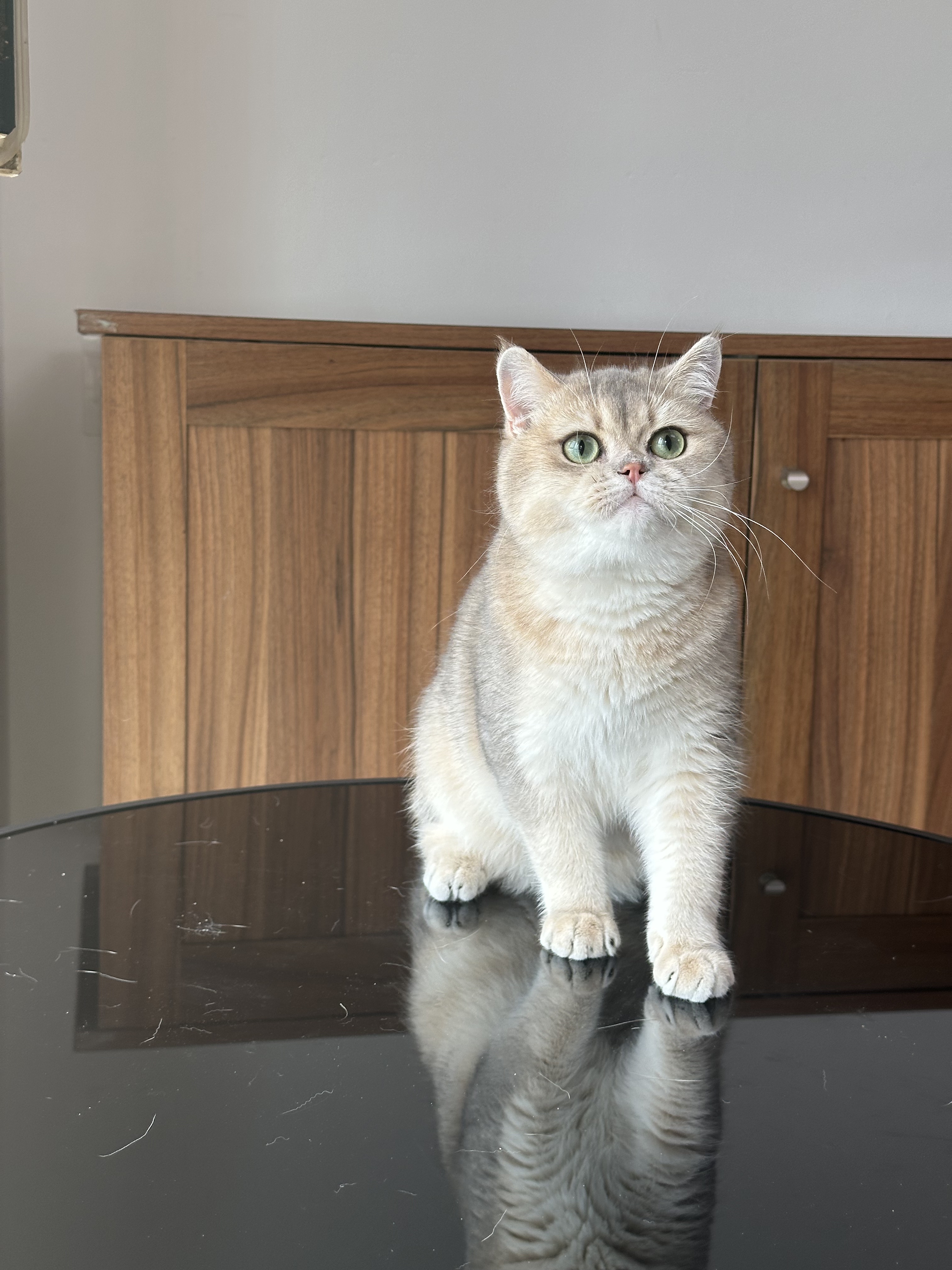 英国短毛猫蓝金渐层弟弟ay11纯种英短金渐层猫舍成幼宠物猫双血统