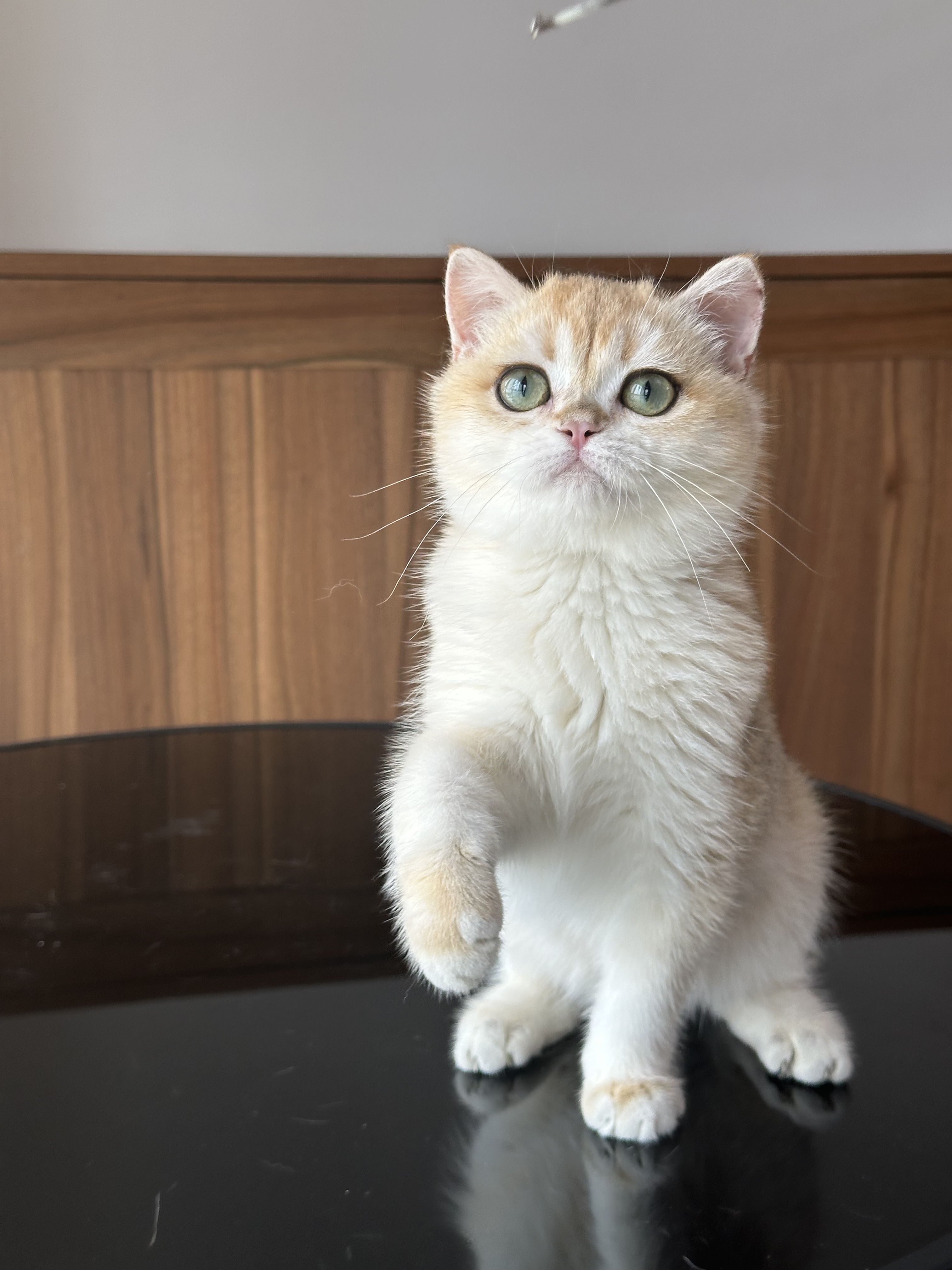 英国短毛猫金渐层弟弟纯种猫舍英长宠物猫幼猫成猫猫咪wcf双血统