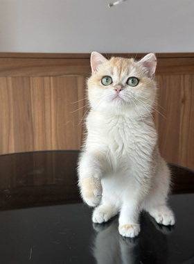 英国短毛猫金渐层弟弟纯种猫舍英长宠物猫幼猫成猫猫咪wcf双血统