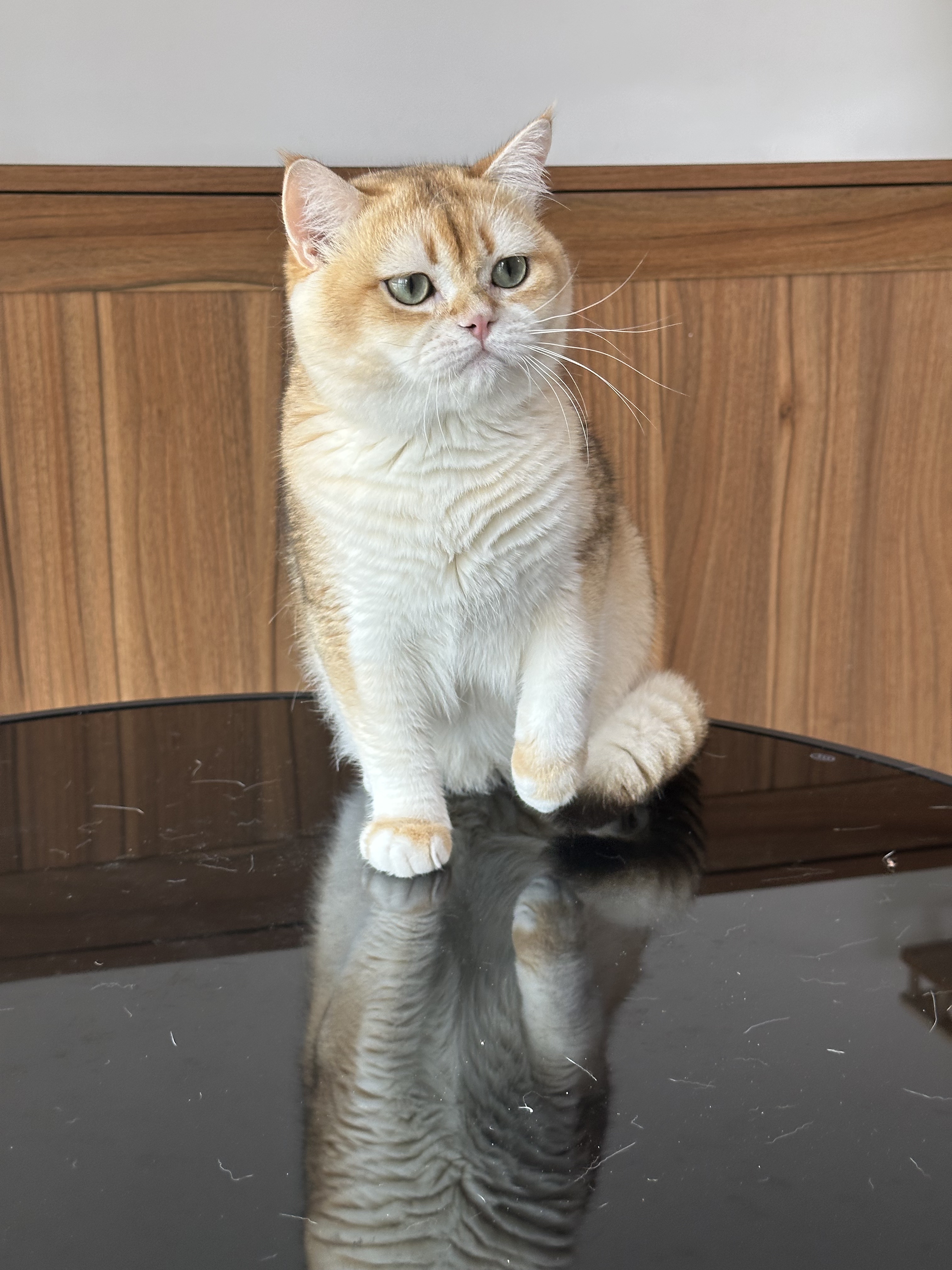 英国短毛猫金渐层弟弟纯种猫舍英长宠物猫幼猫成猫猫咪wcf双血统