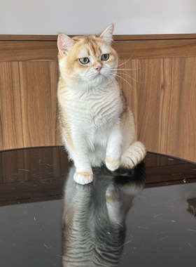 英国短毛猫金渐层弟弟纯种猫舍英长宠物猫幼猫成猫猫咪wcf双血统