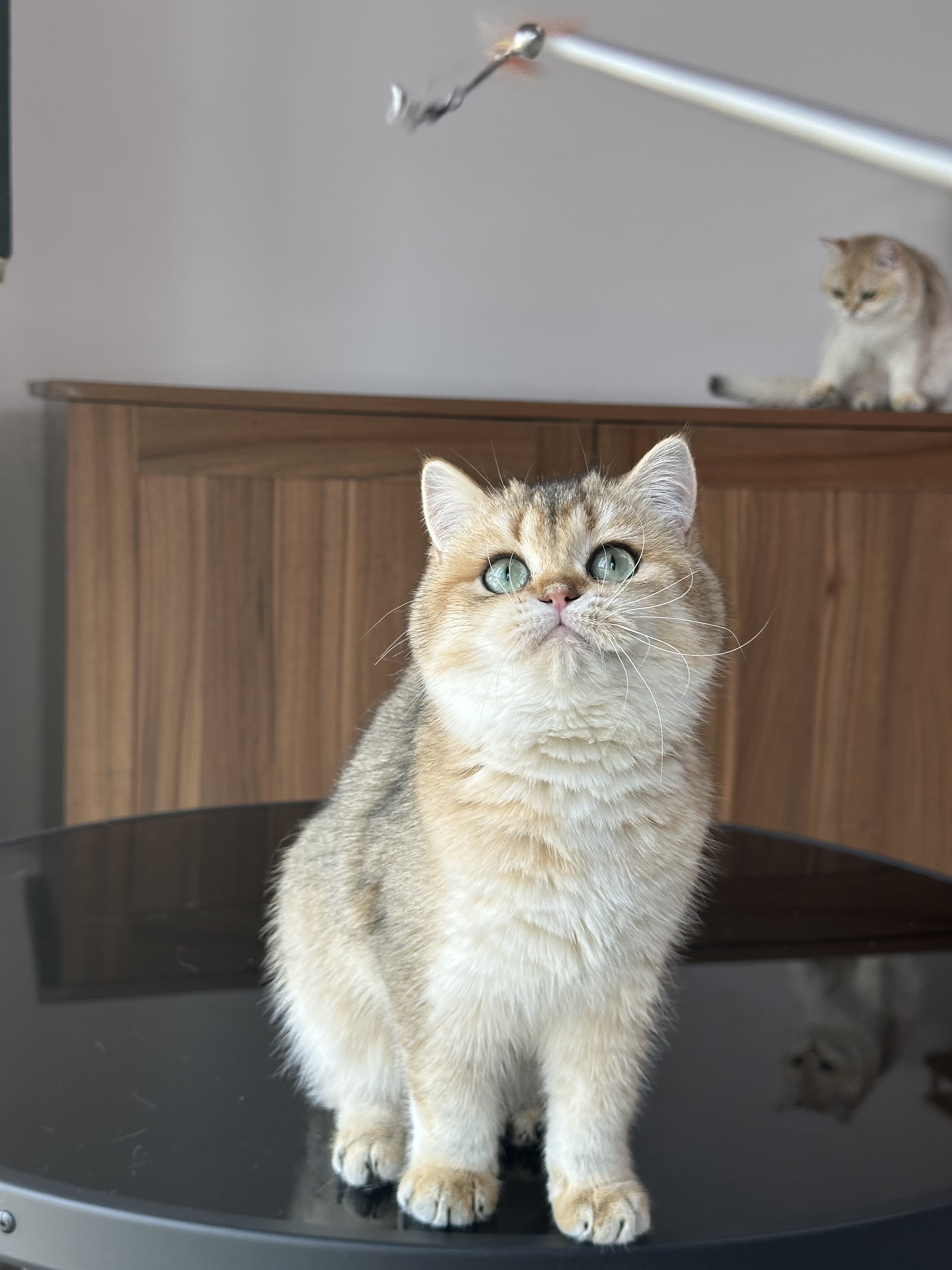 英短金渐层妹妹ny25英国短毛猫猫舍成幼猫宠物猫咪纯种wcf双血统