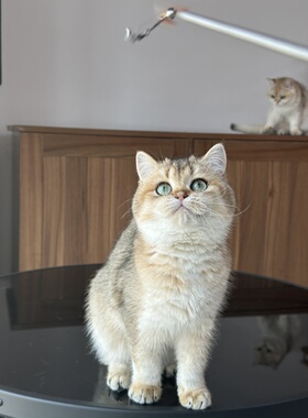 英短金渐层妹妹ny25英国短毛猫猫舍成幼猫宠物猫咪纯种wcf双血统