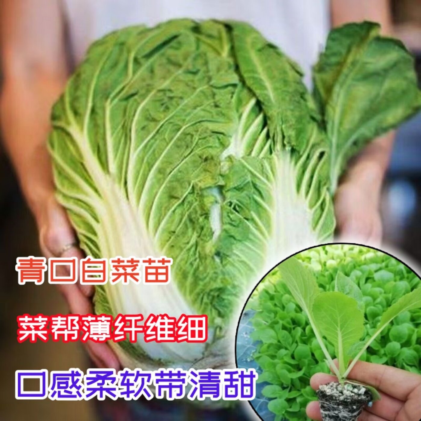 速生白菜苗口感柔软秋季白菜秧苗