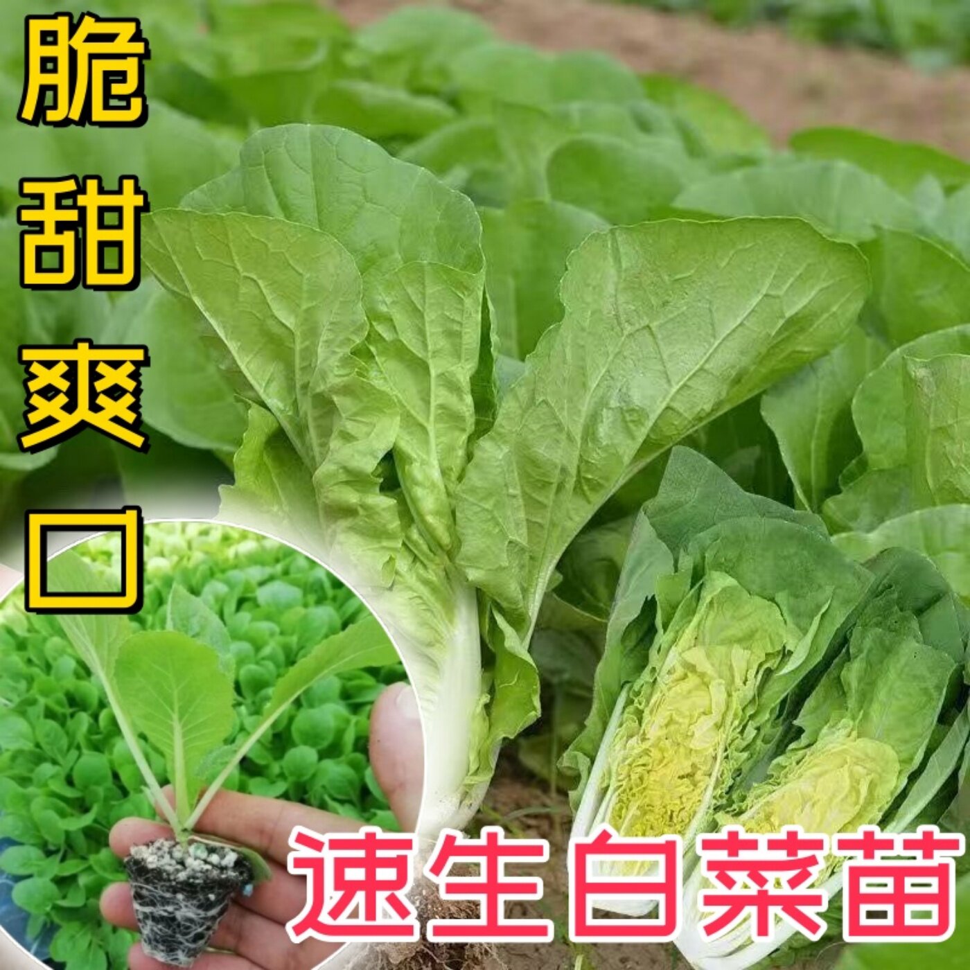 25天速生大白菜苗包菜娃娃菜快菜
