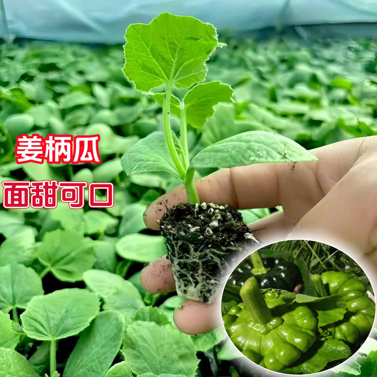 姜柄瓜苗秧苗姜柄瓜种子苗丑瓜苗面甜可口产量高云南姜饼瓜秧苗子