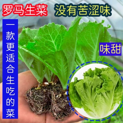 生菜苗好吃抗病大白菜苗耐热耐寒耐抽苔罗马生菜秧苗阳台盆栽种植